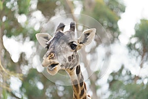 Giraffe head close up
