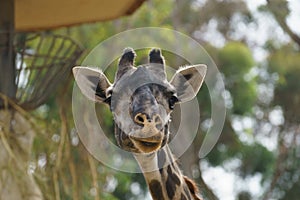 Giraffe head close up