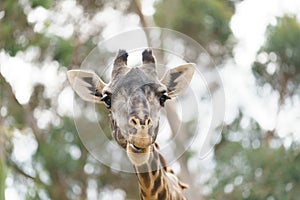 Giraffe head close up