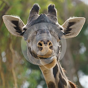 Giraffe head close up