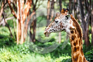 Giraffe head close-up (Giraffe Center: African Fund for Endangered Wildlife)