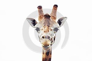 Giraffe head close up, isolated