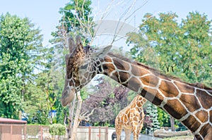 Giraffe head close-up. Shot in the Wroclaw Zoo