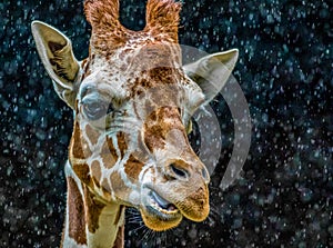 Giraffe head closeup in rain against dark background