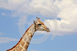 Giraffe - Head in the Clouds