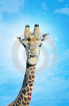 Giraffe with head in clouds,