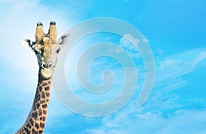 Giraffe with head in clouds,