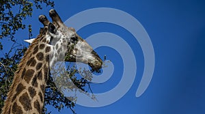 Giraffe head eating with its long neck from the trees of the African savannah in South Africa under a blue sky