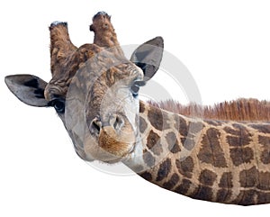 Giraffe head face