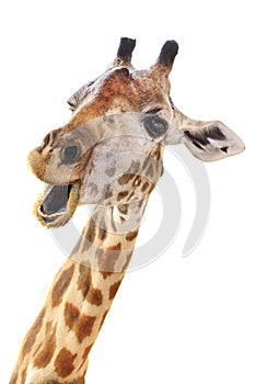 Giraffe head face look funny