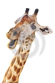 Giraffe head face look funny photo
