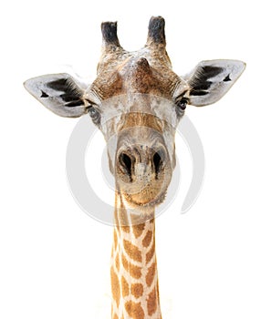 Giraffe head face look funny