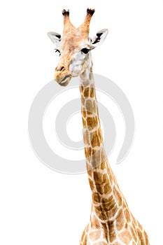 Giraffe head face look funny