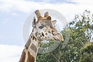 Giraffe head held high