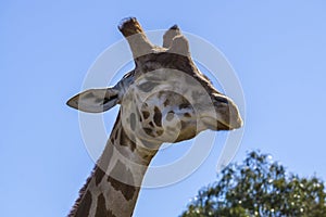 Giraffe head held high