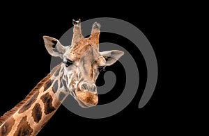 Giraffe Head Isolated on Black Background