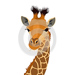 Giraffe head isolated on white. African animal mammal portrait. Vector illustration