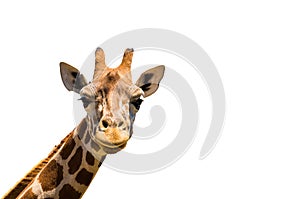 Žirafa hlava izolované na bílém pozadí 