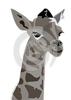 Giraffe head isolated on white background.