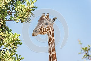 Giraffe head on a long neck near a tree against the sky