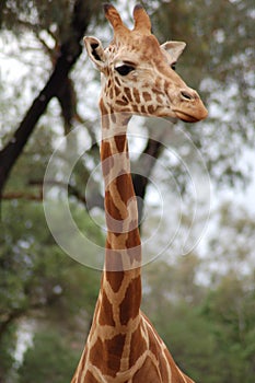 A Giraffe head and neck