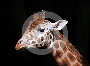 Giraffe Head and Neck against a solid black background