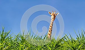 Giraffe head and neck from the grass over blue sky