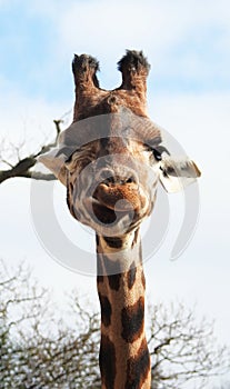 Giraffe Head and neck long portrait