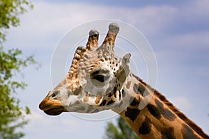 Giraffe head and neck under blue sky.