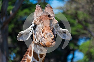 Giraffe head portrait. Sad and disappointed giraffe is looking directly at the camera with ears lowered down. Blurred green trees