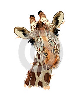 Giraffe head portrait from a splash of watercolor, colored drawing, realistic