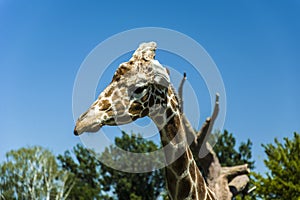 Giraffe head in profile