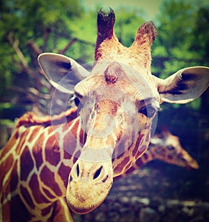 Giraffe