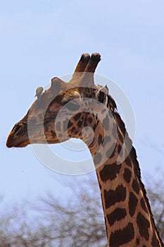 Giraffe Head - Safari Kenya