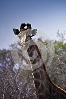 Giraffe - Head Shot