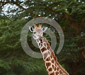 Giraffe head shot