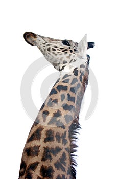Giraffe head shot