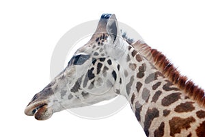 Giraffe head shot