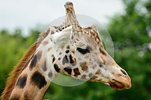 Giraffe head shot