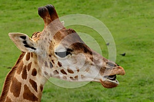 Giraffe head shot