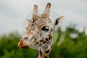 Giraffe head shot