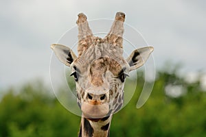 Giraffe head shot