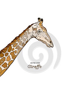 Giraffe head sketch set.