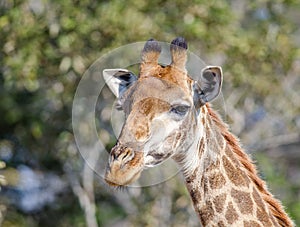 Giraffe head with tree background