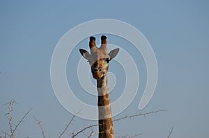Giraffe Head upclose