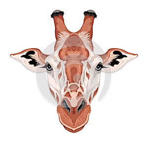 Giraffe head, vector isolated animal