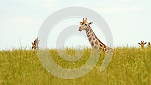 Giraffe Heads Poking up out of Savannah Grass photo