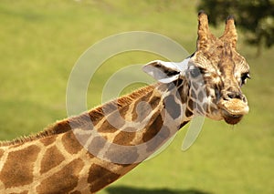 Giraffe with Heart shaped markings