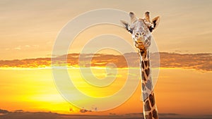 Giraffe Heart Spots African Sunrise