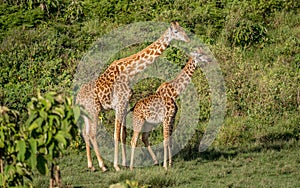 Giraffe and her baby taking a break from eating in the heat of the day